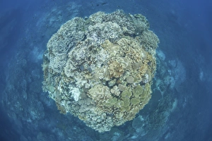 A large coral bommie grows on a reef in the Solomon Islands A large coral bommie grows on a reef in the Solomon Islands