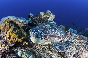 A large green sea turtle lays on the reef near Sulawesi, Indonesia A large green sea turtle lays on the reef near Sulawesi, Indonesia