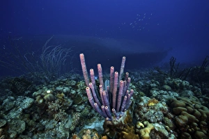 A large group of purple tube sponge sits high on the reef A large group of purple tube sponge sits high on the reef