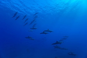 Stenella Longirostris Images Prints: A large group of spinner dolphins