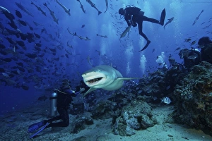 A large Lemon Shark gulps down a large tuna head in front of a crowd of divers, Fiji A large Lemon Shark gulps down a large tuna head in front of a crowd of divers, Fiji