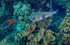 A large Porcupinefish meets with a Redbreasted Wrasse on a coral reef, Fiji A large Porcupinefish meets with a Redbreasted Wrasse on a coral reef, Fiji