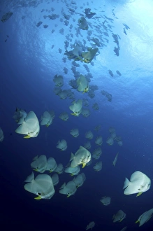 Large school of batfish, Christmas Island, Australia Large school of batfish, Christmas Island, Australia
