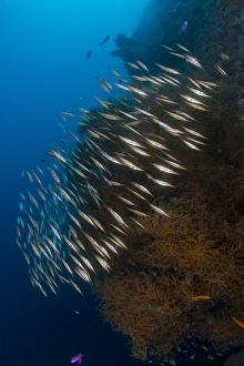 Large school of razorfish swimming over black coral bush Large school of razorfish swimming over black coral bush