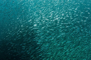 Southeast Asia Ocean Life Prints: A large school of slender silversides