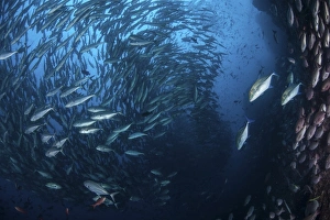 A large school of trevally near Cocos Island, Costa Rica A large school of trevally near Cocos Island, Costa Rica