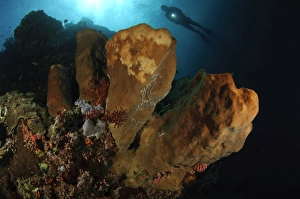 A large sponge with diver in the background, Gorontalo, Sulawesi, Indonesia A large sponge with diver in the background, Gorontalo, Sulawesi, Indonesia