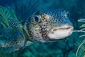 Large Spotted Pufferfish Print