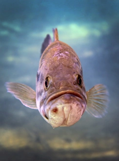 A largemouth bass faces off with the underwater photographer A largemouth bass faces off with the underwater photographer
