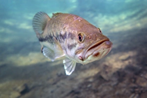 A largemouth bass faces swimming in Ponce de Leon Springs, Florida A largemouth bass faces swimming in Ponce de Leon Springs, Florida