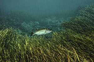 A Largemouth Bass swims amonst Strap-leaf sagittaria on the river bottom A Largemouth Bass swims amonst Strap-leaf sagittaria on the river bottom