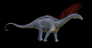 Paleozoology Images Prints: Lateral view of a Bajadasaurus dinosaur