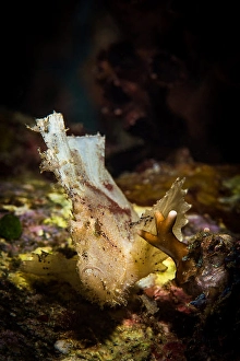 Tropical Underwater Life Prints: A leaf scorpionfish waves in the current