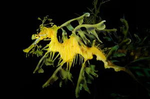 Actinopterygii Fish Prints: Leafy seadragon (Phycodurus eques)