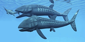 Leedsichthys fish about to swallow an Ichthyosaurus marine reptile Leedsichthys fish about to swallow an Ichthyosaurus marine reptile