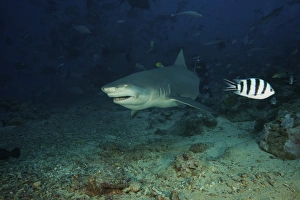 A Lemon Shark gulps down a large tuna head in front of a crowd of divers, Fiji A Lemon Shark gulps down a large tuna head in front of a crowd of divers, Fiji
