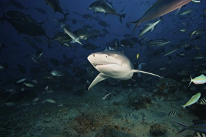 A Lemon Shark swims through a large school of reef fish, Fiji A Lemon Shark swims through a large school of reef fish, Fiji