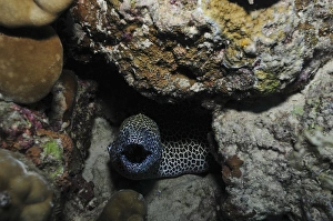 Leopard moray eel with mouth open in a hole, Australia Leopard moray eel with mouth open in a hole, Australia