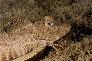 A leopard sea robin in West Palm Beach, Florida A leopard sea robin in West Palm Beach, Florida