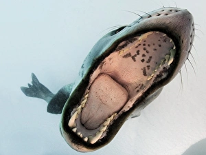 Leopard seal mouthing its own reflection in the camera port, Antarctica Leopard seal mouthing its own reflection in the camera port, Antarctica