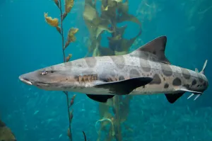 Shark Species Prints: Leopard shark