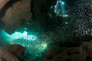 Central America Sea Life Prints: Light beams and fish inside Dolphin's Den cavern