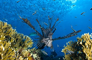 Lionfish foraging amongst corals and reef fish, Papua New Guinea Lionfish foraging amongst corals and reef fish, Papua New Guinea