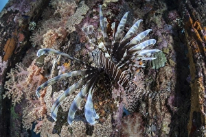 A lionfish swims on a colorful reef in the Solomon Islands A lionfish swims on a colorful reef in the Solomon Islands