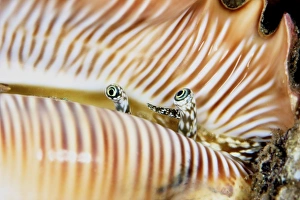 A live conch shellfish looks out of its shell, Papua New Guinea A live conch shellfish looks out of its shell, Papua New Guinea