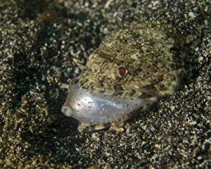 Lizardfish feeding on a fish in Lembeh Strait, Indonesia Lizardfish feeding on a fish in Lembeh Strait, Indonesia