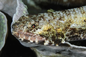 Colorful Ocean Animals Prints: Lizardfish, Indonesia
