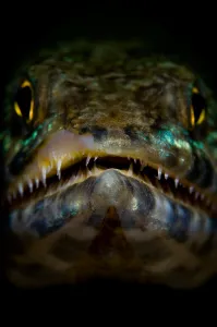 Aquatic Animal Images Prints: Lizardfish portrait