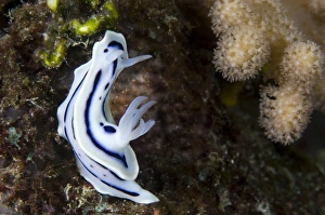 Lochs chromodoris nudibranch amongst coral. Solomons Lochs chromodoris nudibranch amongst coral. Solomons