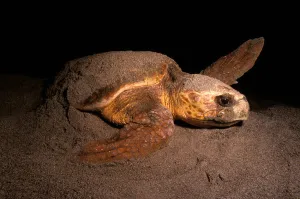 Florida Beach Wildlife Prints: Loggerhead turtle nesting on the beach, Florida