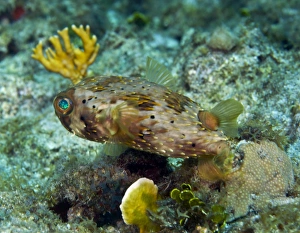 A Long-Spined Porcupinefish, Key Largo, Florida A Long-Spined Porcupinefish, Key Largo, Florida