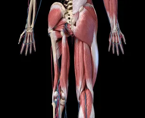 Cardiovascular System Artwork Prints: Low section rear view of human limbs