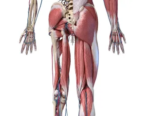 Cardiovascular System Diagrams Prints: Low section rear view of human limbs