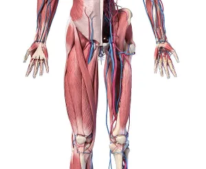 Blood Vessel Illustration Prints: Low section front view of human limbs
