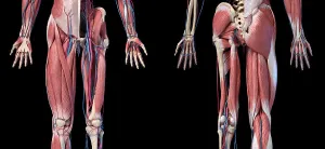 Cardiovascular System Diagrams Prints: Low section views of human limbs