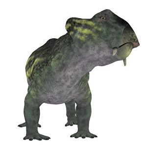 Dinosaur Artwork Prints: Lystrosaurus dinosaur, front view