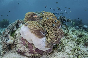 A magnificent sea anemone hosts anemonefish in Komodo National Park A magnificent sea anemone hosts anemonefish in Komodo National Park
