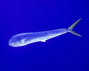 A mahi mahi fish at Cat Island in the Bahamas A mahi mahi fish at Cat Island in the Bahamas