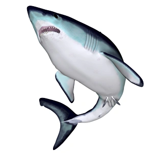 Mako Shark Print, 4.45 meters long