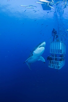 Male Great White with cage, Guadalupe Island, Mexico Male Great White with cage, Guadalupe Island, Mexico