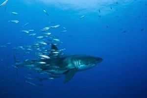 Male great white shark and bait fish, Guadalupe Island, Mexico Male great white shark and bait fish, Guadalupe Island, Mexico