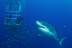 Male great white shark and divers, Guadalupe Island, Mexico Male great white shark and divers, Guadalupe Island, Mexico