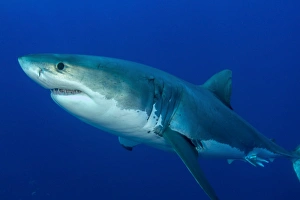 Male great white shark, Guadalupe Island, Mexico Male great white shark, Guadalupe Island, Mexico