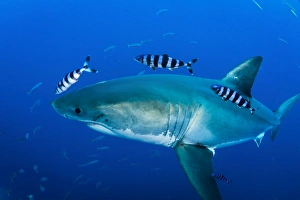 Male great white shark and pilot fish, Guadalupe Island, Mexico Male great white shark and pilot fish, Guadalupe Island, Mexico