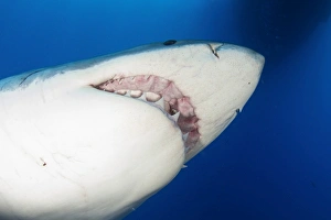 Male great white shark showing teeth, Guadalupe Island, Mexico Male great white shark showing teeth, Guadalupe Island, Mexico