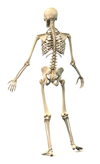 Male human skeleton in dynamic posture, rear view Male human skeleton in dynamic posture, rear view